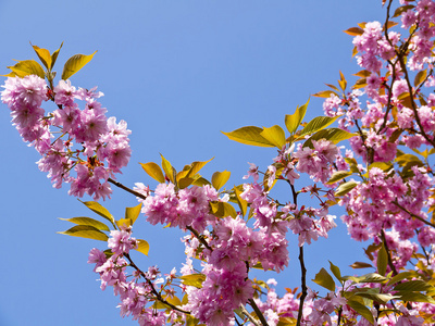 在英国花园双樱花