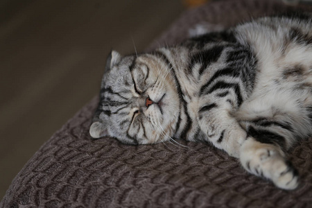 美丽的纯种家猫的肖像  英国短毛猫小猫