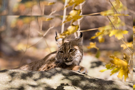 休息斯堪的纳维亚猞猁, 山猫 l. 山猫在秋季阳光下