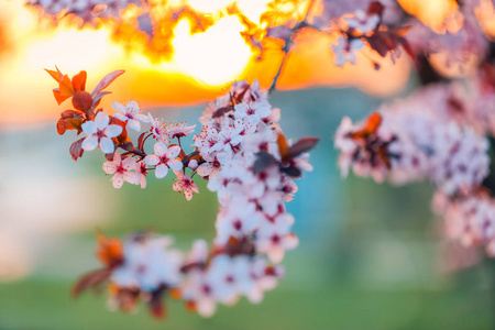 令人惊叹的春天花朵。樱花与模糊背景下的日落自然