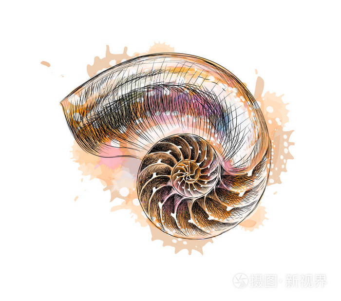 黑色背景分离的鹦鹉螺壳部分