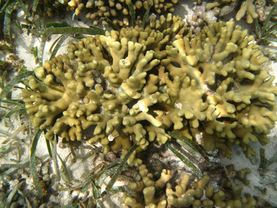 硬的海里珊瑚海洋生物在印度洋 maledives