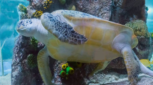 惊人的和大绿色或龙头罕见的海龟在海洋中游泳的海洋海洋生物动物近距离肖像