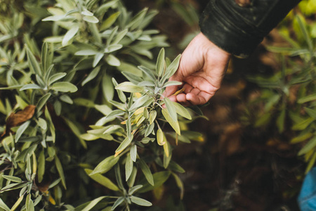 妇女收集鼠尾草在庭院