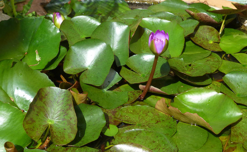 绿叶环抱的池塘 nenuphar 的粉红色花朵