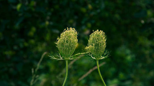 关闭在绿色草地上的一对夫妇的野生花卉前视图。情侣的概念, 爱。Gorski 住宿, 克罗地亚