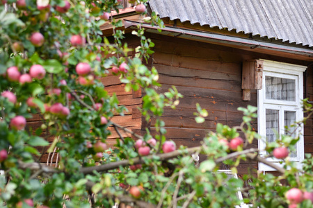 在农民花园的苹果树之间的木房子