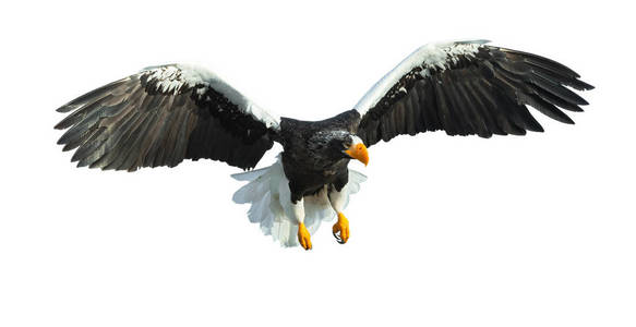 成人 steller 的海鹰在飞行隔绝在白色背景。科学名称 haliaeetus pelagicus