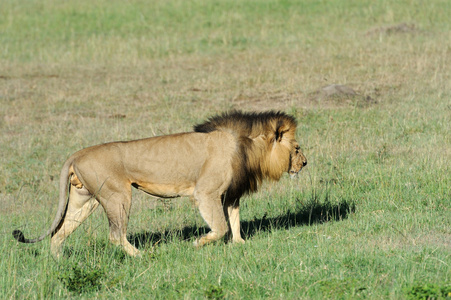 狮子在草地上的马赛马拉，肯尼亚