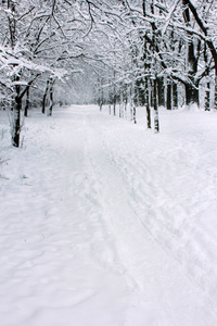 森林与白雪皑皑的路径