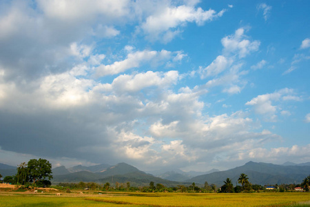 农村背景山和树的稻田