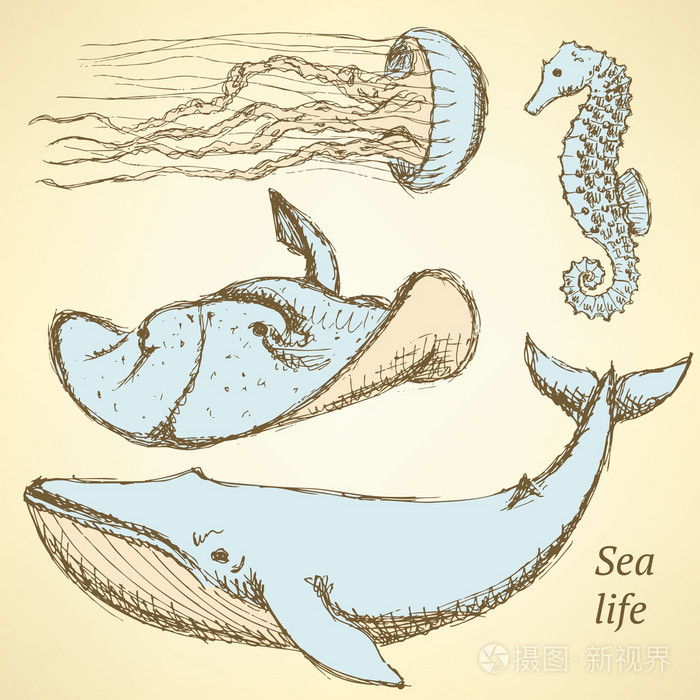 复古风格的素描海洋生物