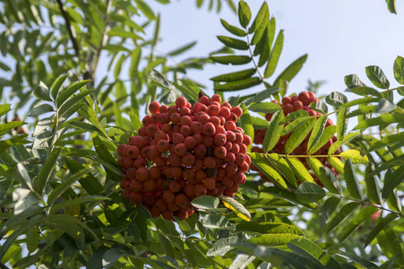 花楸欧洲秋红果实在树上叶子对蓝天