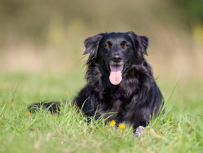 边境牧羊犬