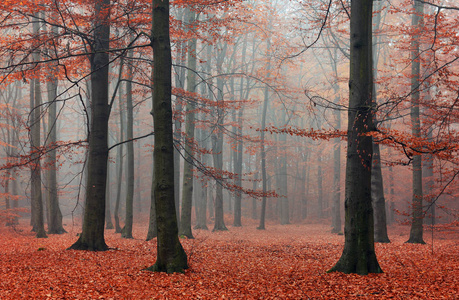 秋天森林里美丽的薄雾清晨