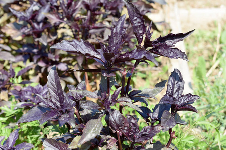 新鲜灌木罗勒紫色在花园关闭图片