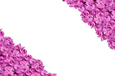 美丽的紫色丁香丁香花被隔离在白色背景上