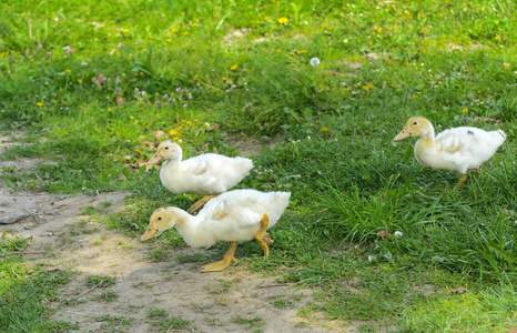 小白鸭在绿草的背景下放牧黄色蒲公英