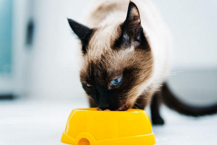 猫吃的食物