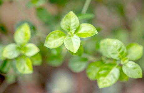 绿色热带植物, 森林背景