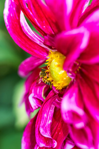 小蜜蜂在花上