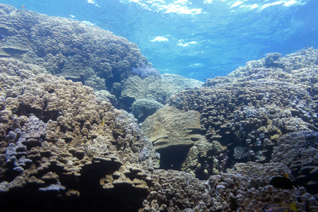 珊瑚礁与热带海洋水面下的硬珊瑚