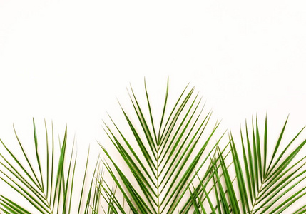 在白色背景的热带绿色棕榈树枝图案框架。顶部视图. 复制空间. 摘要