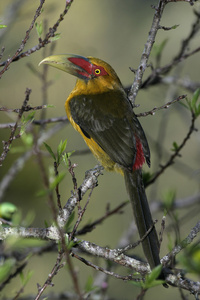 藏红花的 toucanet，baillonius bailloni