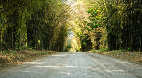 泰国森林竹隧道路
