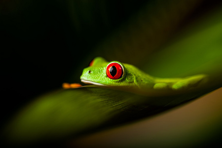 雨林热带风情为主题的丰富多彩的青蛙