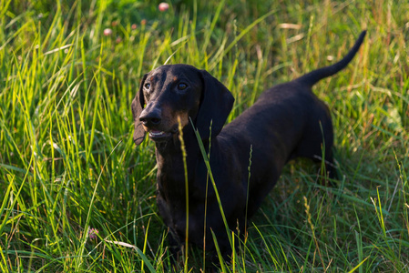 黑色和褐色的猎犬站在草地上