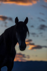 犹他州沙漠日出时一匹野马的身影