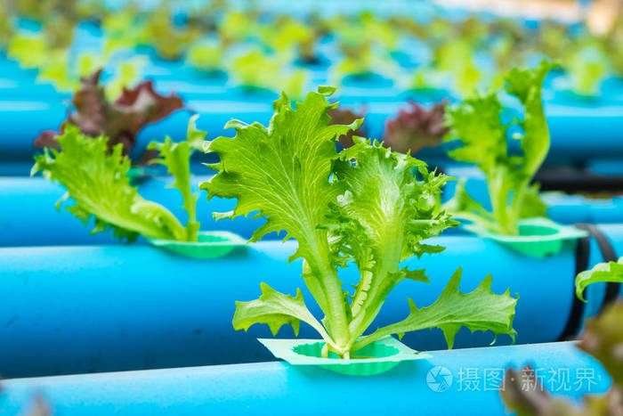 frillice iceberge 沙拉生菜.水培农业