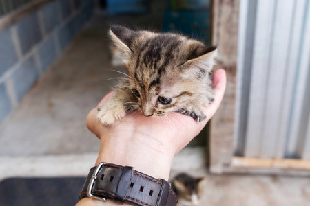 手里拿着一只可爱小猫的男人