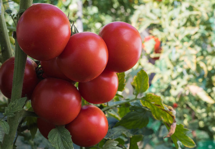 成熟的红西红柿在花园里