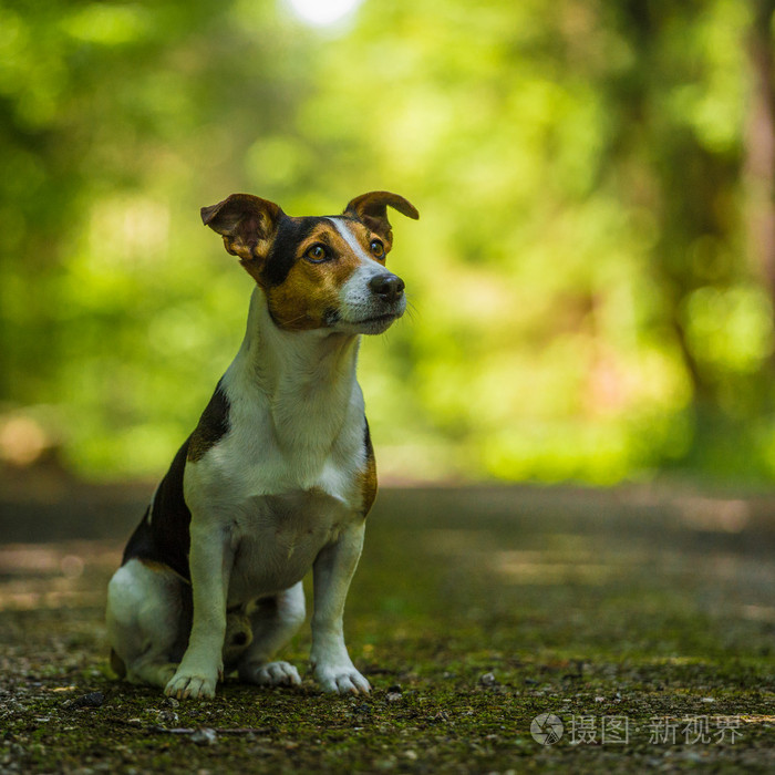 狗杰克罗素梗犬