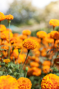 万寿菊鲜花和阳光