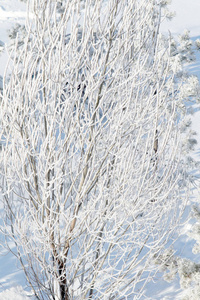 雪霜冬树