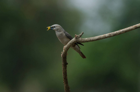 板栗尾斯塔林鸟 Sturnus 点带 位于泰国的分支机构