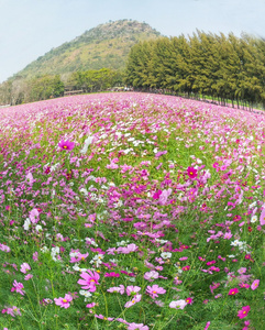 粉色波斯菊花卉