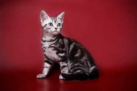 彩色背景的美国短毛猫猫