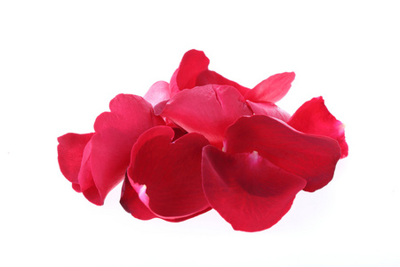 花瓣红色玫瑰花白色背景上孤立