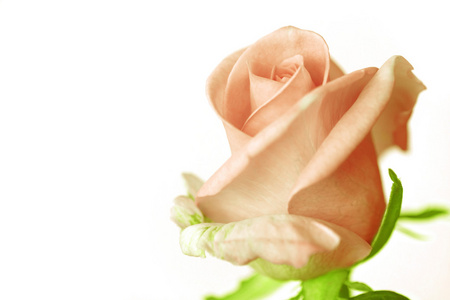 淡橘色玫瑰白色背景上的特写