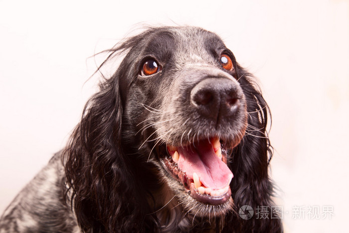 有吸引力的可爱的小狗猎犬
