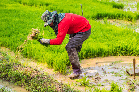 泰国大米农民工作