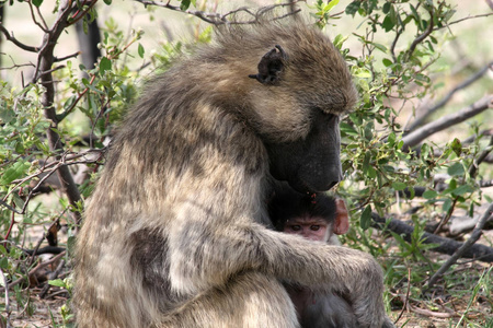 南非大狒狒, 帕皮奥于 griseipes, 女性有婴儿, 万盖国家公园, 津巴布韦