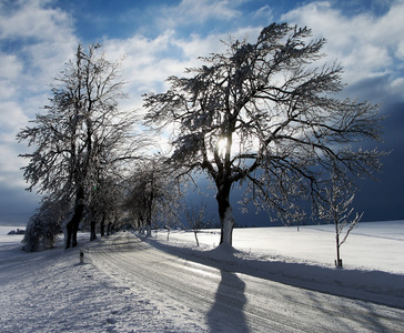 与雪寒冷视图涵盖道路两旁的树木