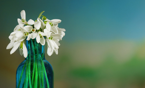 美丽的雪莲花，瓶，对自然背景中