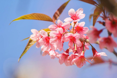 野生喜马拉雅樱桃花或樱花特写