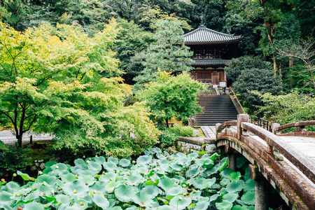 日本京都的千宫和夏季绿色花园